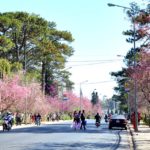 Nơi ngắm hoa xuân ở Đà Lạt